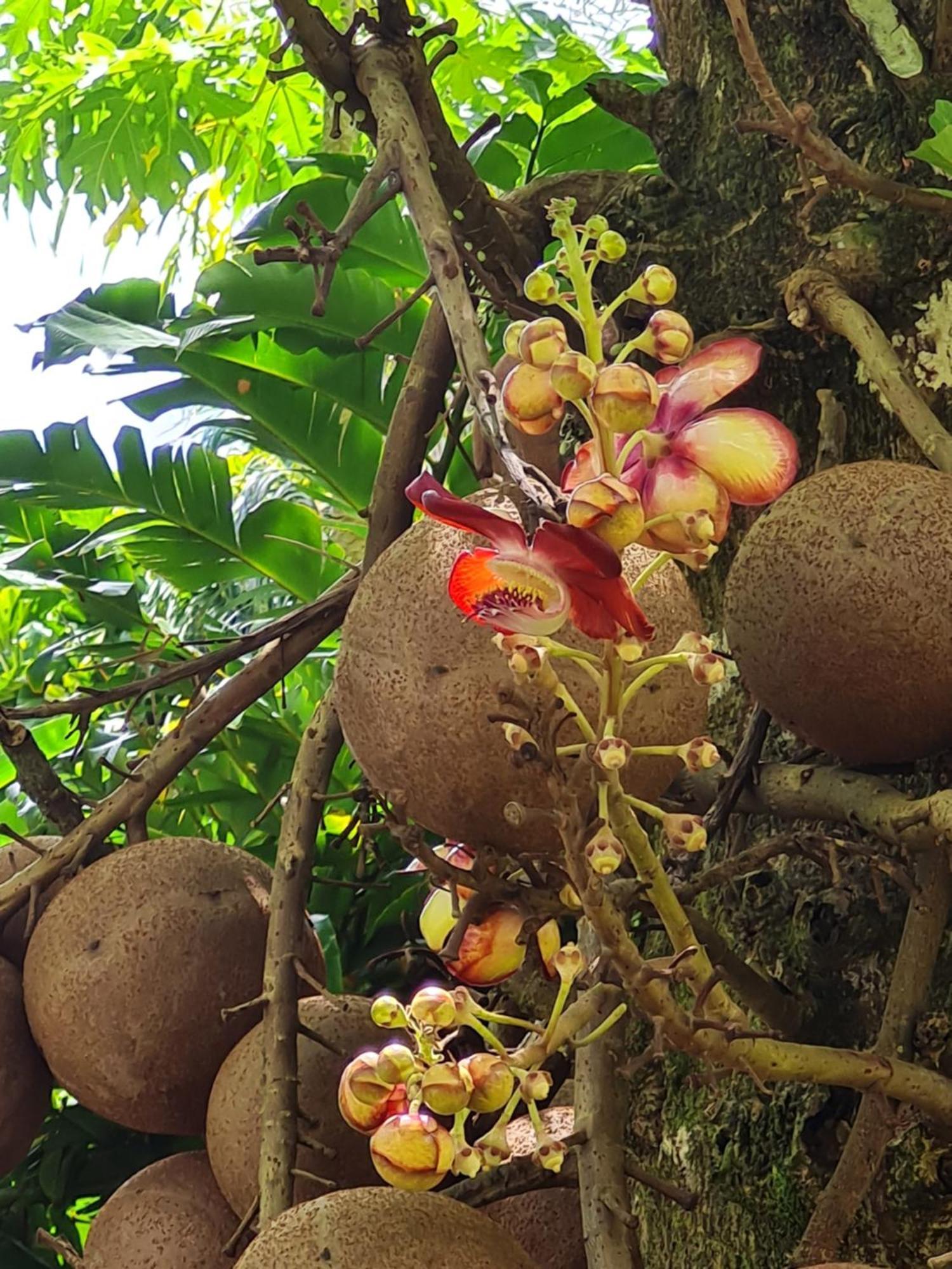 Les Gites Kajou Bouillante Exterior photo